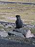 20020828_028_Colorado_-_Mt_Evans_und_die_Tiere_-_Murmeltier.jpg