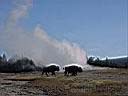 20020904_219_Wyoming_-_Yellowstone_NP_-_Old_Faithful_mit_Bueffel.jpg