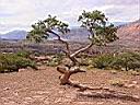 20020909_311_Utah_-_Capitol_Reef_NP_-_Entrance.jpg