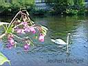 20030806_4143_Marburg_Rosenpark.jpg